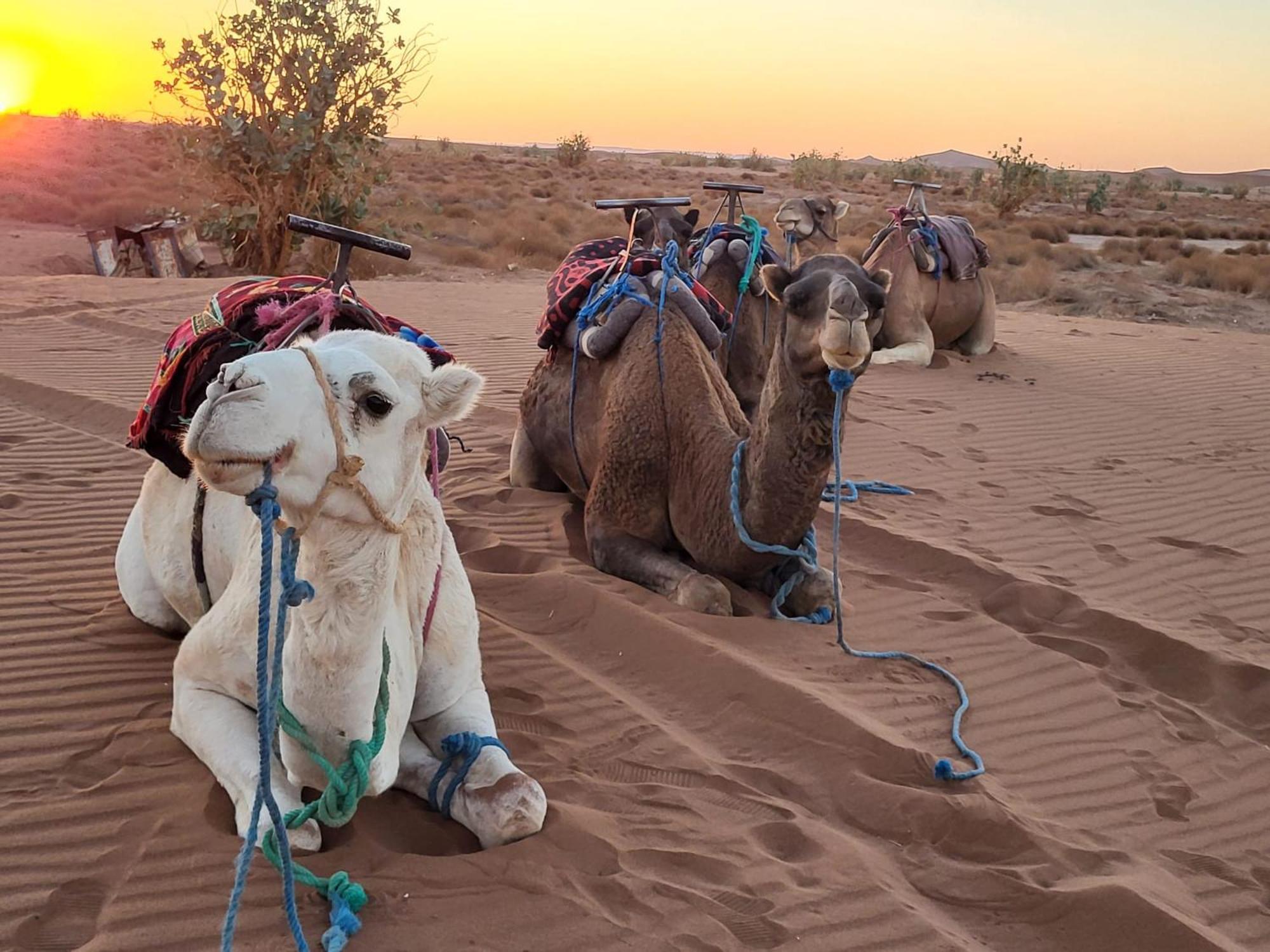 Desert Chegaga Luxury Camp El Gouera Екстериор снимка