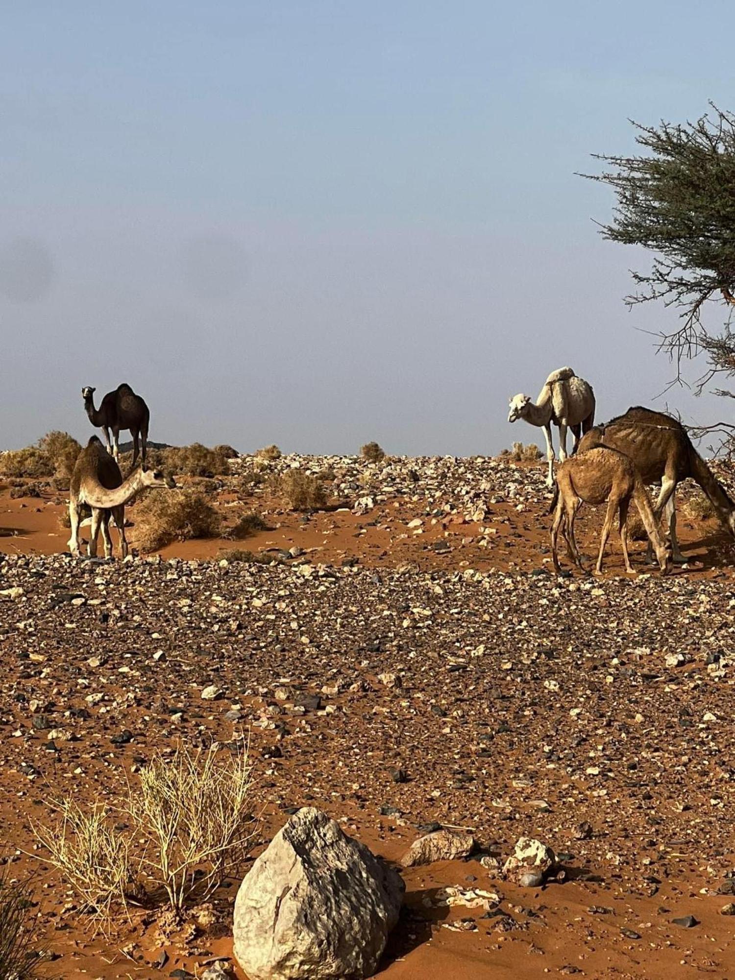 Desert Chegaga Luxury Camp El Gouera Екстериор снимка
